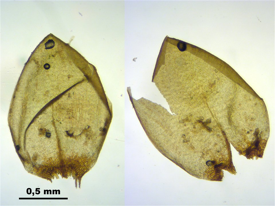 Pseudocalliergon trifarium