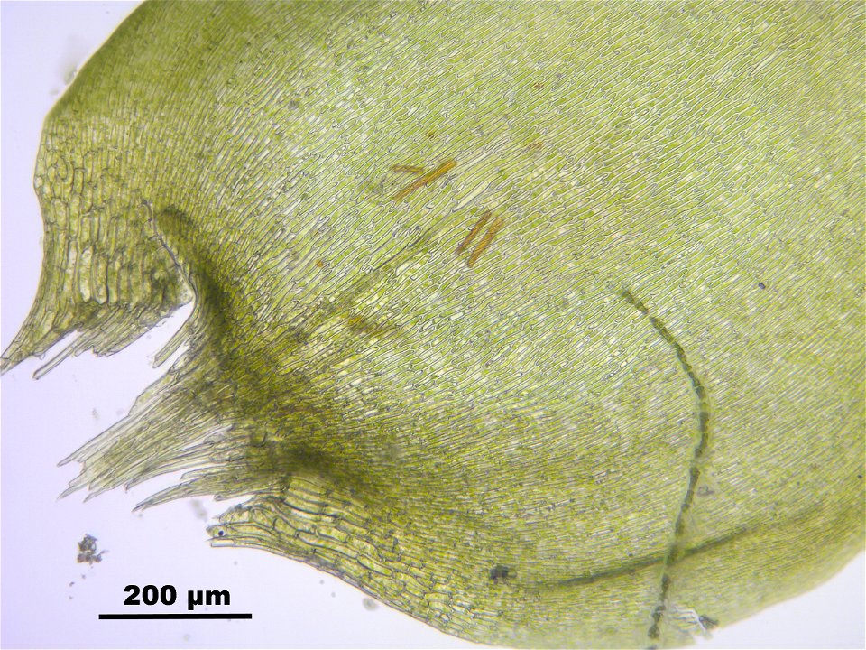 Pseudocalliergon trifarium
