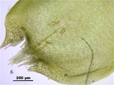 Pseudocalliergon trifarium