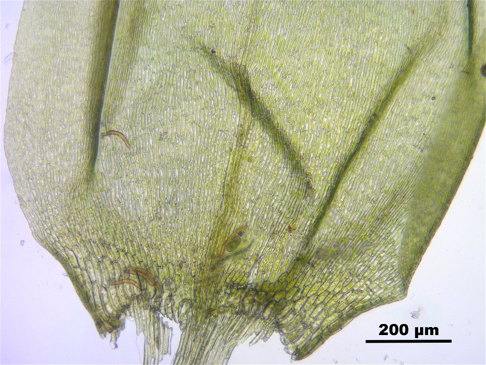 Pseudocalliergon trifarium
