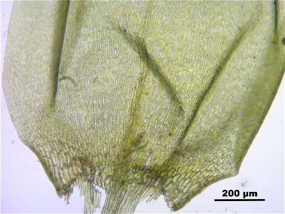 Pseudocalliergon trifarium
