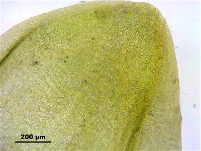 Pseudocalliergon trifarium