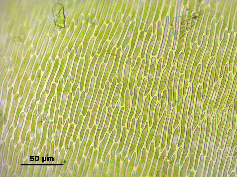 Pseudocalliergon trifarium
