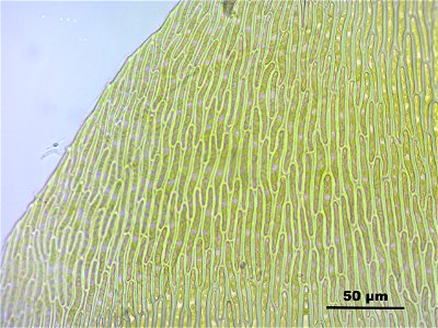 Pseudocalliergon trifarium