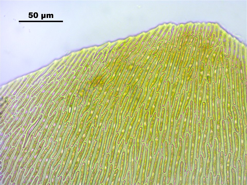 Pseudocalliergon trifarium