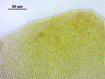 Pseudocalliergon trifarium