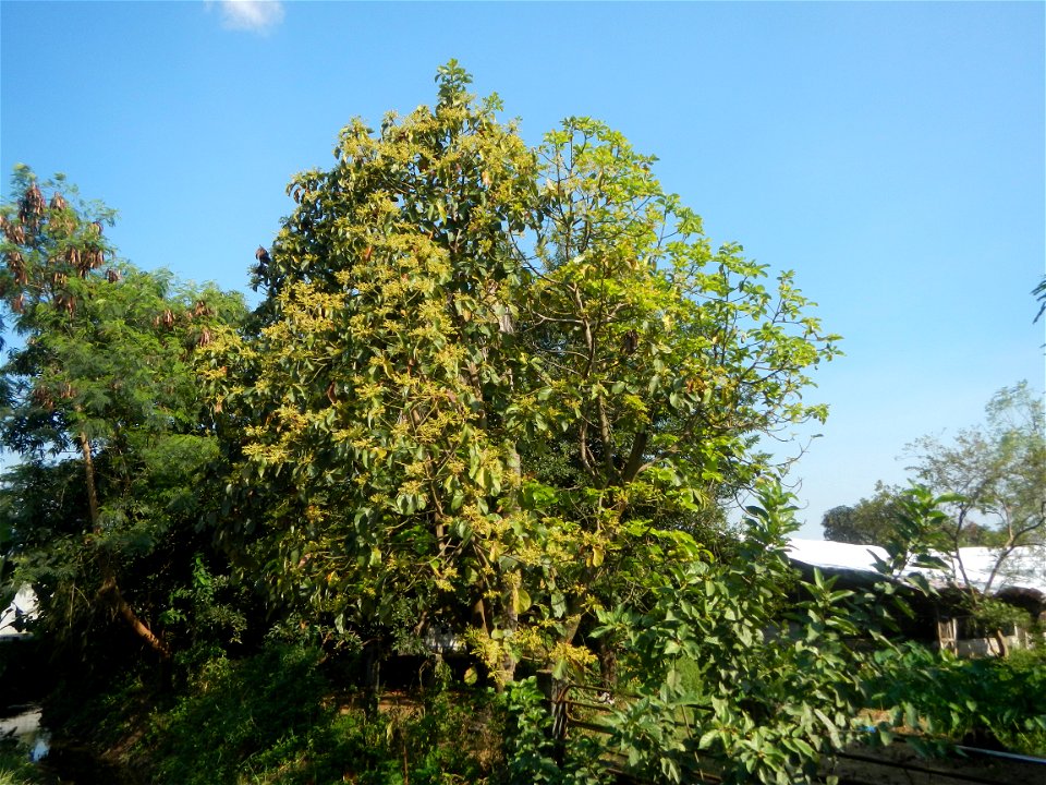 Avocado trees Persea americana in the Philippines Paddy fields, grasslands, trees, creek and irrigation (Lagundi, Plaridel, Bulacan FarmFarm-to-Market Road) beside Look 1st, Malolos towards Sipat-Damp