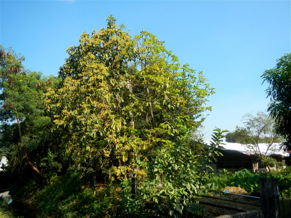 Avocado trees Persea americana in the Philippines Paddy fields, grasslands, trees, creek and irrigation (Lagundi, Plaridel, Bulacan FarmFarm-to-Market Road) beside Look 1st, Malolos towards Sipat-Damp