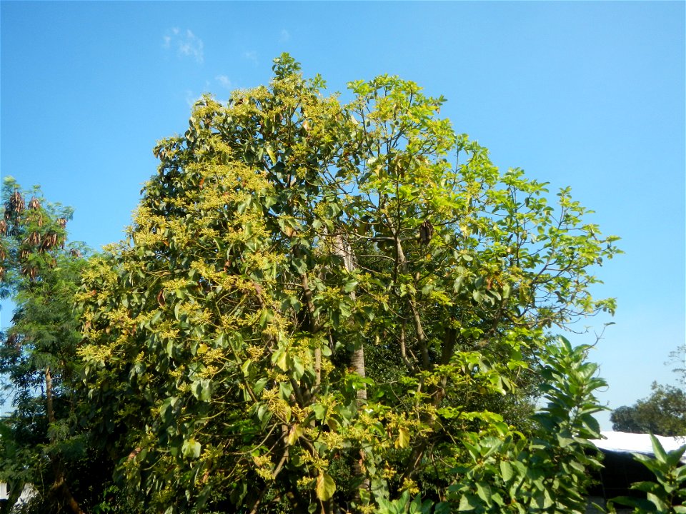 Avocado trees Persea americana in the Philippines Paddy fields, grasslands, trees, creek and irrigation (Lagundi, Plaridel, Bulacan FarmFarm-to-Market Road) beside Look 1st, Malolos towards Sipat-Damp