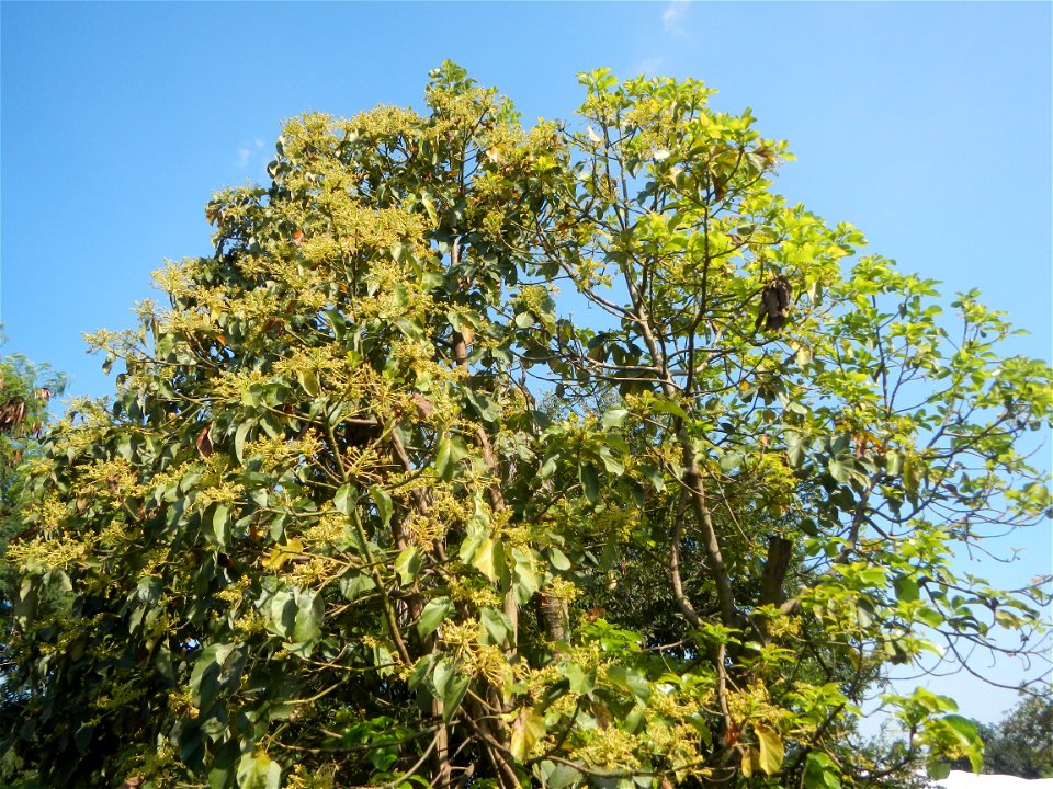 Avocado trees Persea americana in the Philippines Paddy fields, grasslands, trees, creek and irrigation (Lagundi, Plaridel, Bulacan FarmFarm-to-Market Road) beside Look 1st, Malolos towards Sipat-Damp