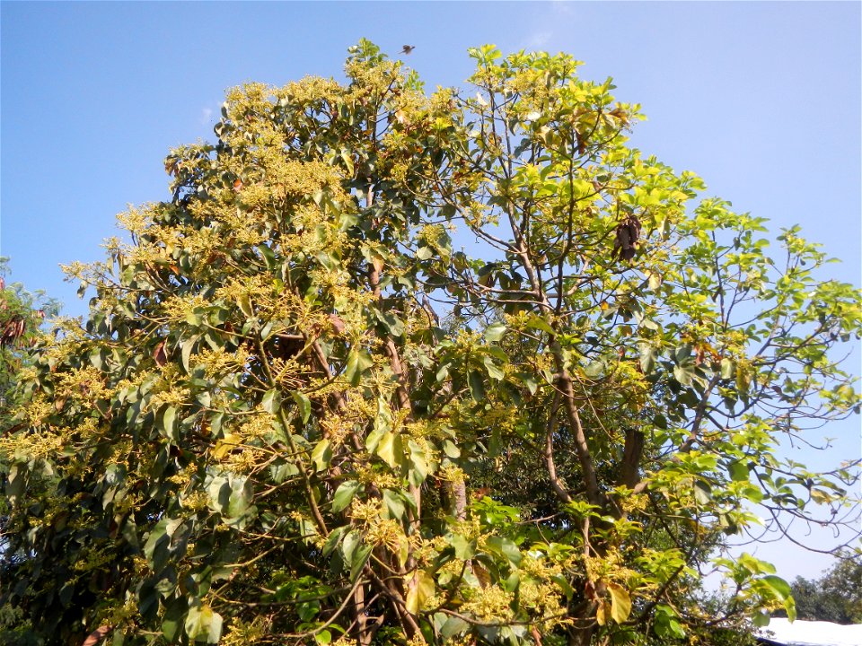 Avocado trees Persea americana in the Philippines Paddy fields, grasslands, trees, creek and irrigation (Lagundi, Plaridel, Bulacan FarmFarm-to-Market Road) beside Look 1st, Malolos towards Sipat-Damp