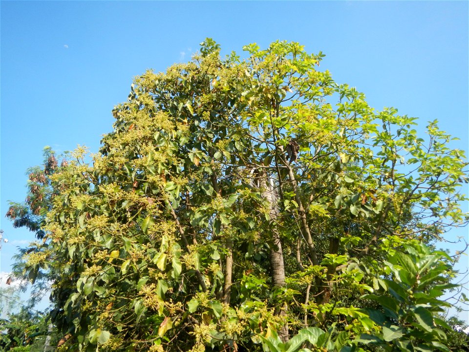 Avocado trees Persea americana in the Philippines Paddy fields, grasslands, trees, creek and irrigation (Lagundi, Plaridel, Bulacan FarmFarm-to-Market Road) beside Look 1st, Malolos towards Sipat-Damp photo