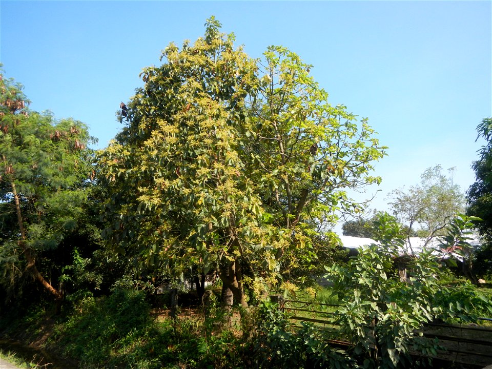 Avocado trees Persea americana in the Philippines Paddy fields, grasslands, trees, creek and irrigation (Lagundi, Plaridel, Bulacan FarmFarm-to-Market Road) beside Look 1st, Malolos towards Sipat-Damp