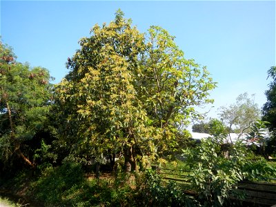 Avocado trees Persea americana in the Philippines Paddy fields, grasslands, trees, creek and irrigation (Lagundi, Plaridel, Bulacan FarmFarm-to-Market Road) beside Look 1st, Malolos towards Sipat-Damp photo