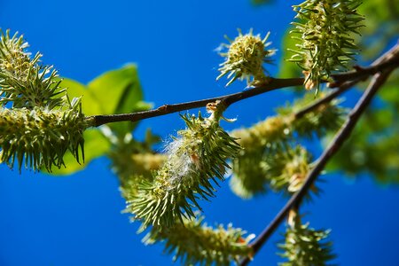 Salix cinerea palm kitten willow catkin