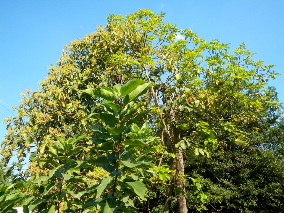 Avocado trees Persea americana in the Philippines Paddy fields, grasslands, trees, creek and irrigation (Lagundi, Plaridel, Bulacan FarmFarm-to-Market Road) beside Look 1st, Malolos towards Sipat-Damp
