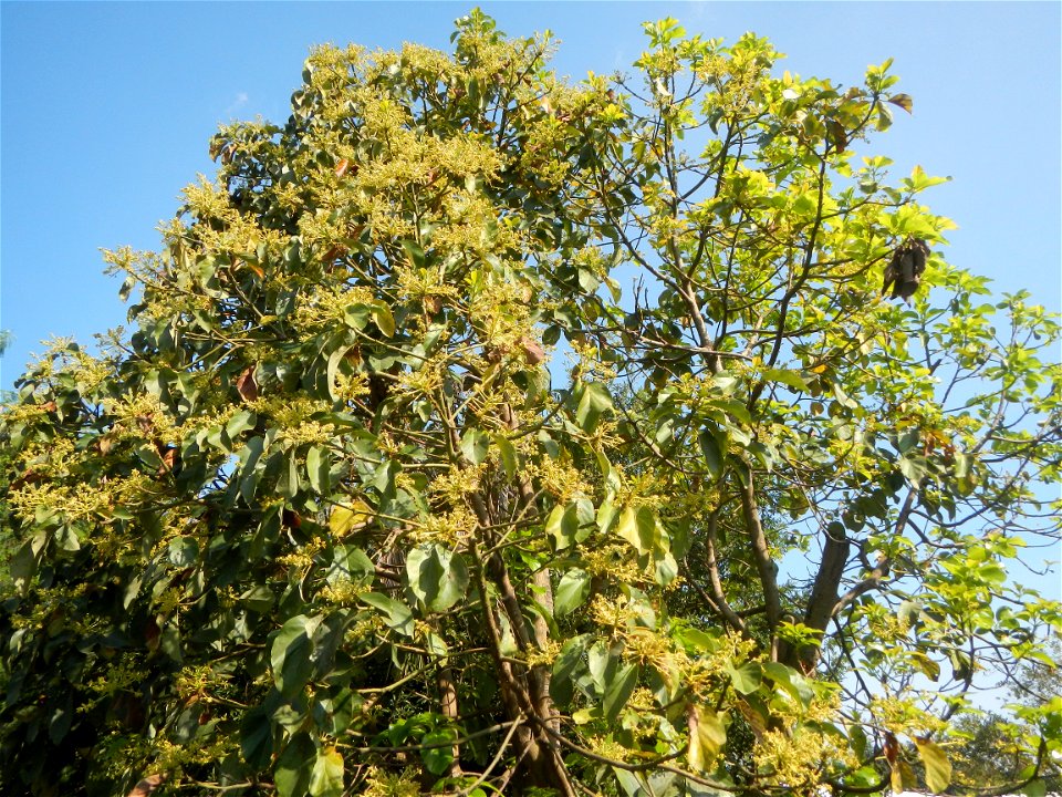 Avocado trees Persea americana in the Philippines Paddy fields, grasslands, trees, creek and irrigation (Lagundi, Plaridel, Bulacan FarmFarm-to-Market Road) beside Look 1st, Malolos towards Sipat-Damp photo