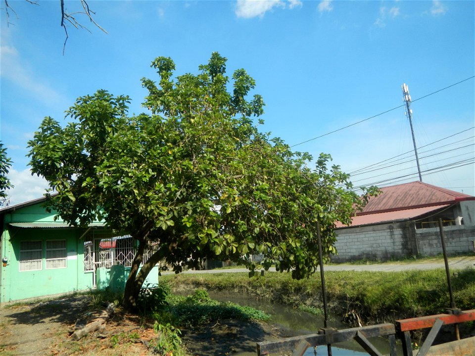 Persea americana in the Philippines