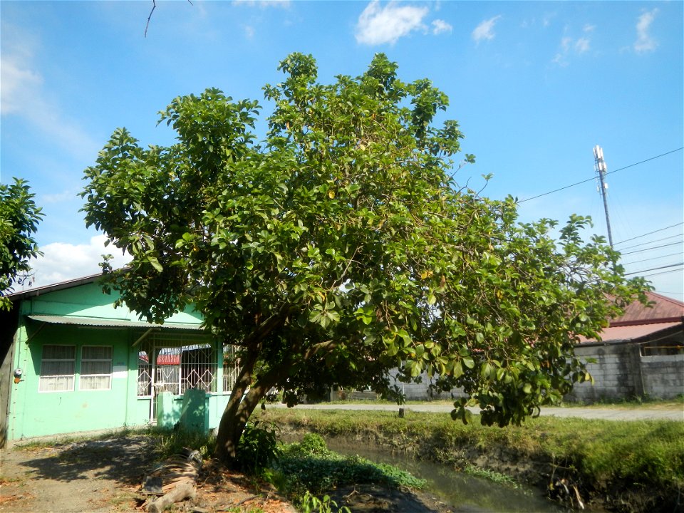 Persea americana in the Philippines