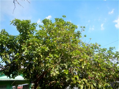 Persea americana in the Philippines photo