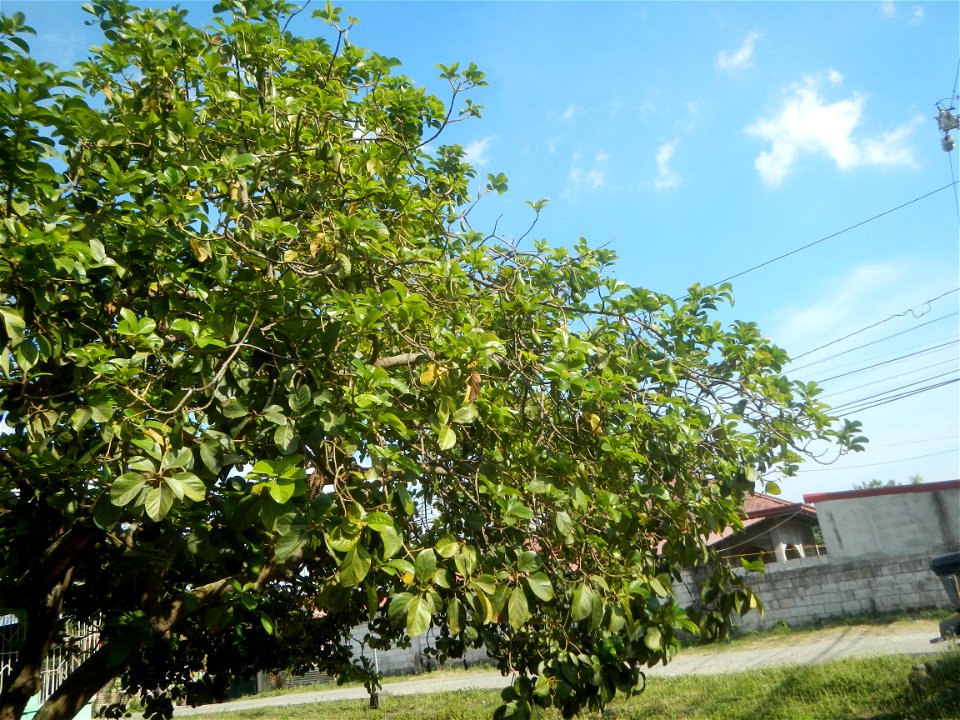 Persea americana in the Philippines