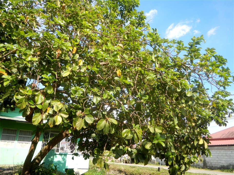 Persea americana in the Philippines