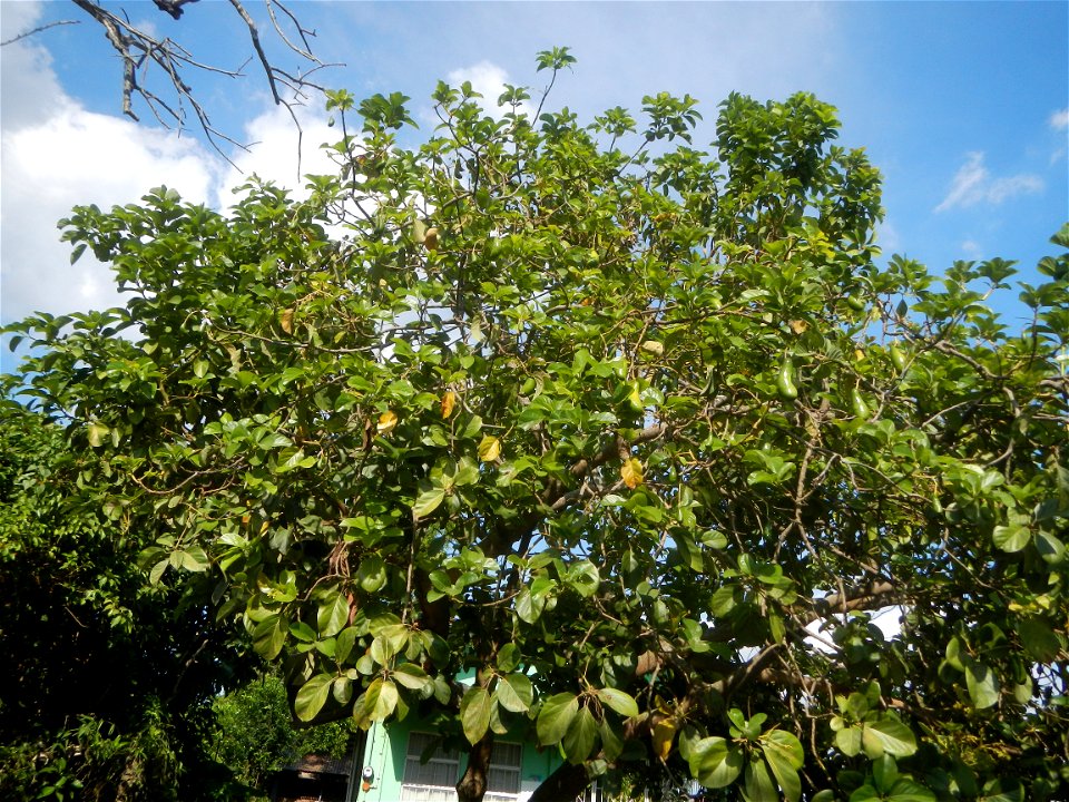 Persea americana in the Philippines
