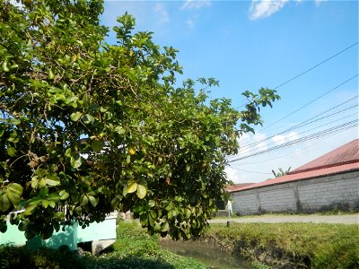 Persea americana in the Philippines