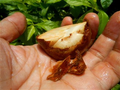 Avocados of the Philippines fruits and seeds Photos taken during the 2020 coronavirus pandemic in Baliuag, Bulacan Modified Enhanced Community Quarantine in Baliuag, Bulacan  Photos taken during the 2