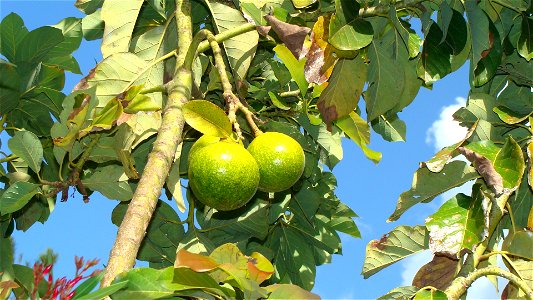 Tree and fruits of avocado, Caracas, Venezuela