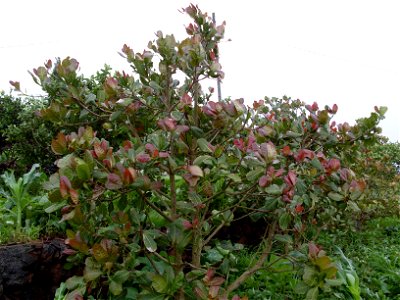 Young avocado tree in Rui Vaz, in Santiago, Cape Verde photo