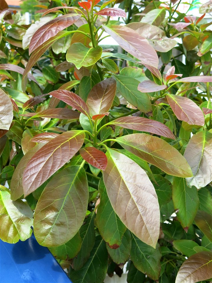 Leaves of avocado growing in the garden of the maison Destribats in Capbreton (Landes, France).
