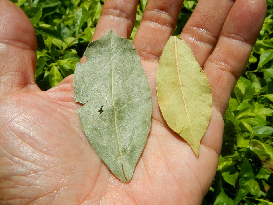 Laurus nobilis (dried leaves) in the Philippines Photos taken during the 2020 coronavirus pandemic in Baliuag, Bulacan Modified Enhanced Community Quarantine in Baliuag, Bulacan  Photos taken during t