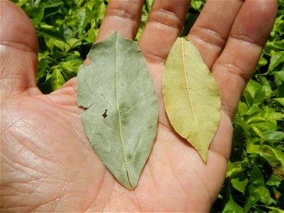 Laurus nobilis (dried leaves) in the Philippines Photos taken during the 2020 coronavirus pandemic in Baliuag, Bulacan Modified Enhanced Community Quarantine in Baliuag, Bulacan  Photos taken during t