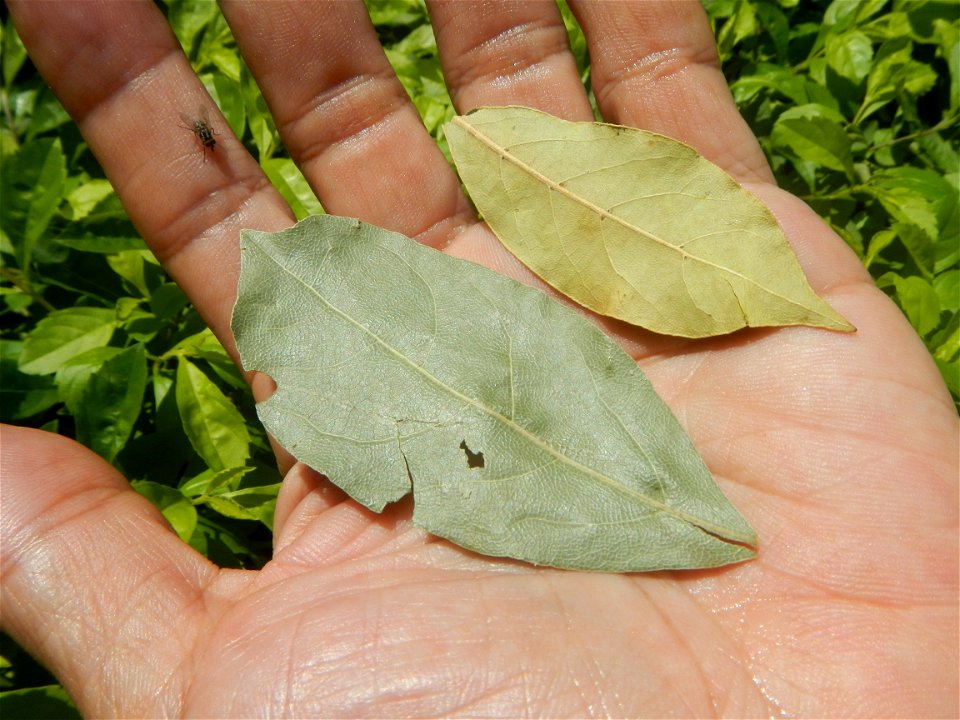 Laurus nobilis (dried leaves) in the Philippines Photos taken during the 2020 coronavirus pandemic in Baliuag, Bulacan Modified Enhanced Community Quarantine in Baliuag, Bulacan  Photos taken during t