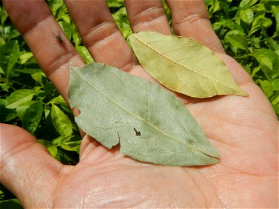 Laurus nobilis (dried leaves) in the Philippines Photos taken during the 2020 coronavirus pandemic in Baliuag, Bulacan Modified Enhanced Community Quarantine in Baliuag, Bulacan  Photos taken during t