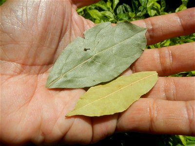 Laurus nobilis (dried leaves) in the Philippines Photos taken during the 2020 coronavirus pandemic in Baliuag, Bulacan Modified Enhanced Community Quarantine in Baliuag, Bulacan  Photos taken during t