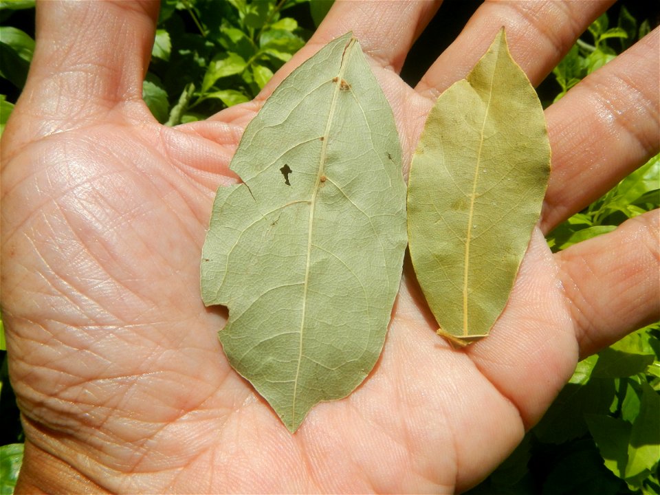 Laurus nobilis (dried leaves) in the Philippines Photos taken during the 2020 coronavirus pandemic in Baliuag, Bulacan Modified Enhanced Community Quarantine in Baliuag, Bulacan  Photos taken during t