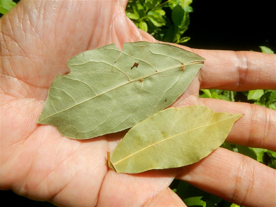 Laurus nobilis (dried leaves) in the Philippines Photos taken during the 2020 coronavirus pandemic in Baliuag, Bulacan Modified Enhanced Community Quarantine in Baliuag, Bulacan  Photos taken during t