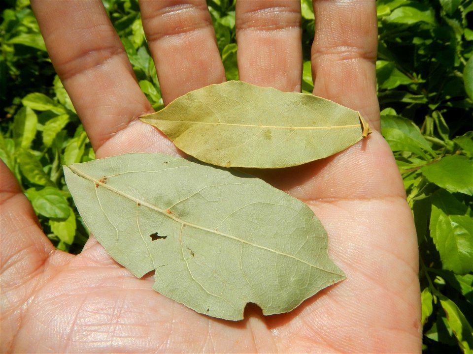 Laurus nobilis (dried leaves) in the Philippines Photos taken during the 2020 coronavirus pandemic in Baliuag, Bulacan Modified Enhanced Community Quarantine in Baliuag, Bulacan  Photos taken during t