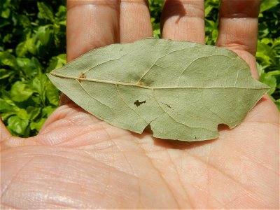 Laurus nobilis (dried leaves) in the Philippines Photos taken during the 2020 coronavirus pandemic in Baliuag, Bulacan Modified Enhanced Community Quarantine in Baliuag, Bulacan  Photos taken during t
