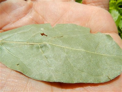 Laurus nobilis (dried leaves) in the Philippines Photos taken during the 2020 coronavirus pandemic in Baliuag, Bulacan Modified Enhanced Community Quarantine in Baliuag, Bulacan  Photos taken during t