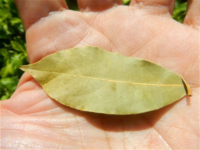 Laurus nobilis (dried leaves) in the Philippines Photos taken during the 2020 coronavirus pandemic in Baliuag, Bulacan Modified Enhanced Community Quarantine in Baliuag, Bulacan  Photos taken during t