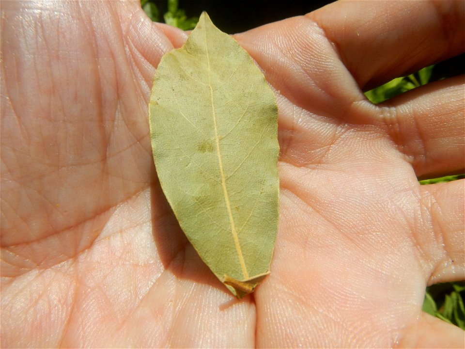Laurus nobilis (dried leaves) in the Philippines Photos taken during the 2020 coronavirus pandemic in Baliuag, Bulacan Modified Enhanced Community Quarantine in Baliuag, Bulacan  Photos taken during t