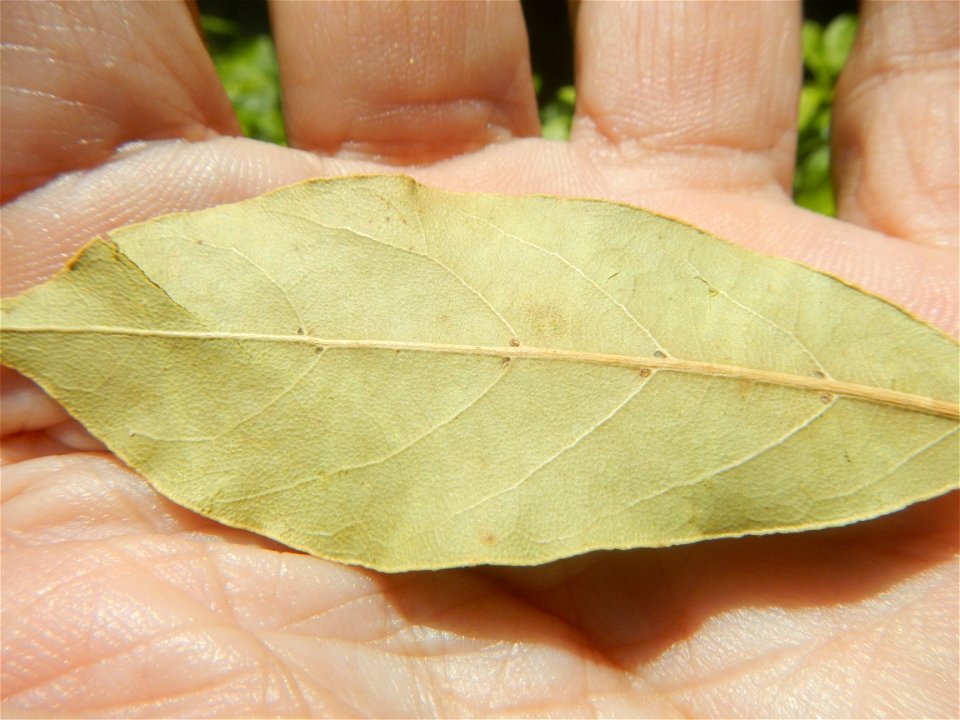 Laurus nobilis (dried leaves) in the Philippines Photos taken during the 2020 coronavirus pandemic in Baliuag, Bulacan Modified Enhanced Community Quarantine in Baliuag, Bulacan  Photos taken during t