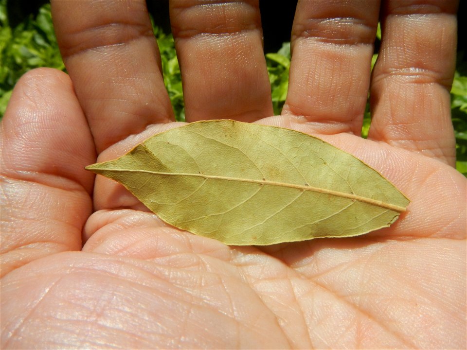 Laurus nobilis (dried leaves) in the Philippines Photos taken during the 2020 coronavirus pandemic in Baliuag, Bulacan Modified Enhanced Community Quarantine in Baliuag, Bulacan  Photos taken during t