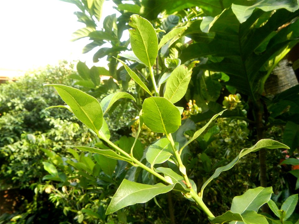 Aven's Nature Farm Artemio G. Veneracion President of ARaMP, Inc. in Barangays Santa Barbara, 14°56'21"N 120°53'25"E Baliuag, Bulacan, Bulacan (Note: Judge Florentino Floro, the owner, to repeat, Dono
