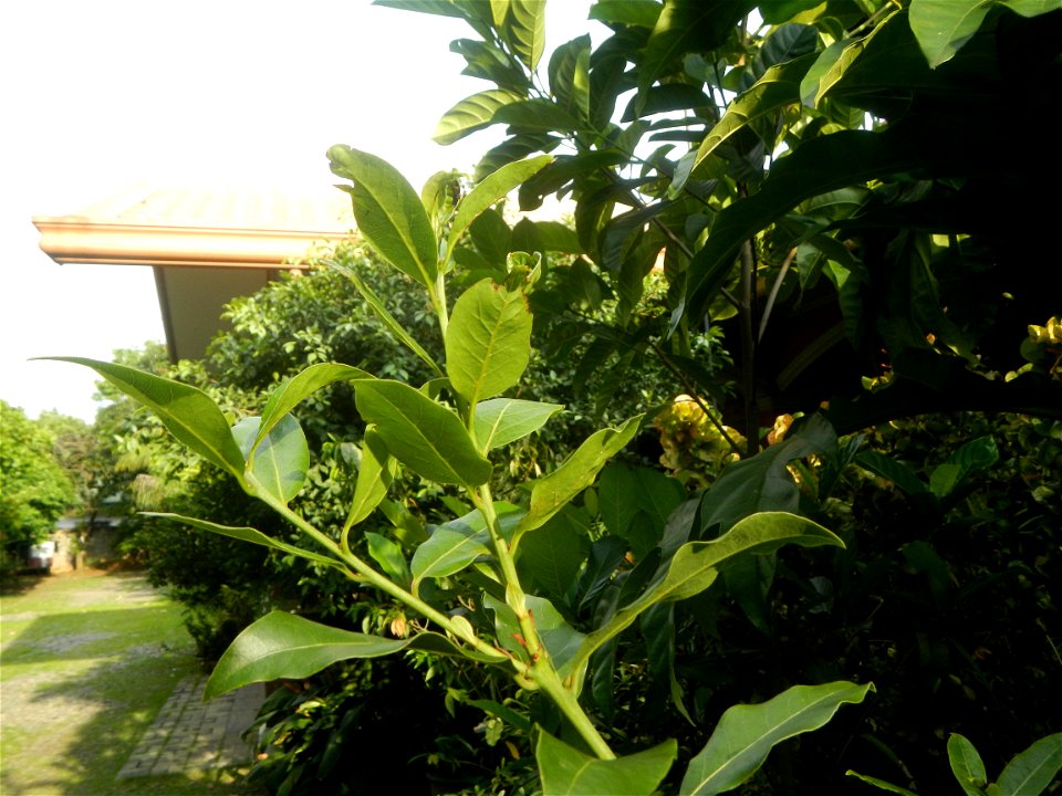 Aven's Nature Farm Artemio G. Veneracion President of ARaMP, Inc. in Barangays Santa Barbara, 14°56'21"N 120°53'25"E Baliuag, Bulacan, Bulacan (Note: Judge Florentino Floro, the owner, to repeat, Dono