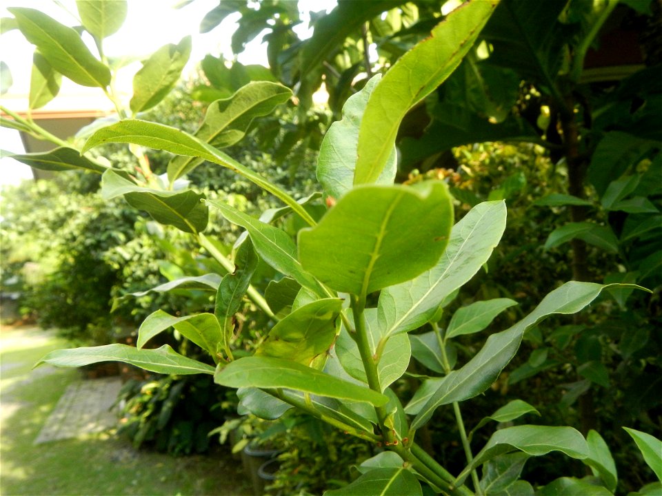 Aven's Nature Farm Artemio G. Veneracion President of ARaMP, Inc. in Barangays Santa Barbara, 14°56'21"N 120°53'25"E Baliuag, Bulacan, Bulacan (Note: Judge Florentino Floro, the owner, to repeat, Dono