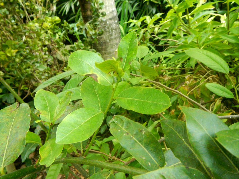 Aven's Nature Farm Artemio G. Veneracion President of ARaMP, Inc. in Barangays Santa Barbara, 14°56'21"N 120°53'25"E Baliuag, Bulacan, Bulacan (Note: Judge Florentino Floro, the owner, to repeat, Dono